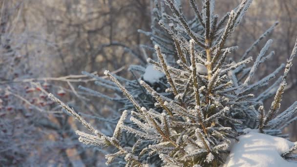 Winterzeit im Park — Stockvideo