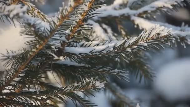 Winterzeit im Park — Stockvideo