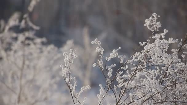 冬季时间在公园里 — 图库视频影像