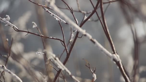 冬季时间在公园里 — 图库视频影像
