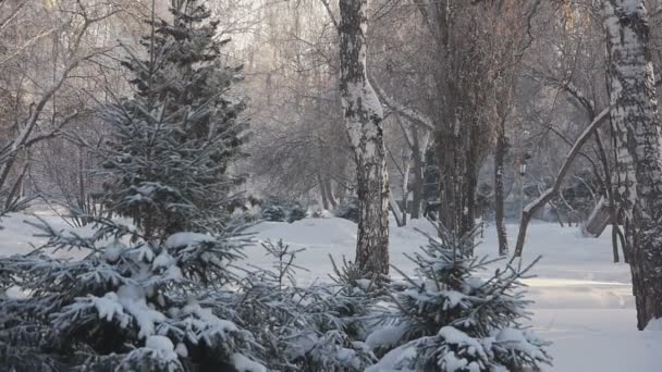 Vintertid i parken — Stockvideo