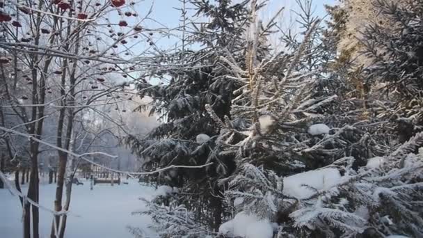 Hora de inverno no parque — Vídeo de Stock