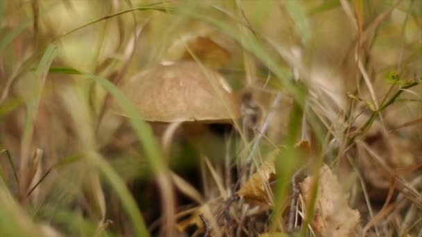 Close-up of mushroom white mushroom forest (mixed-other - day) — Stock Video