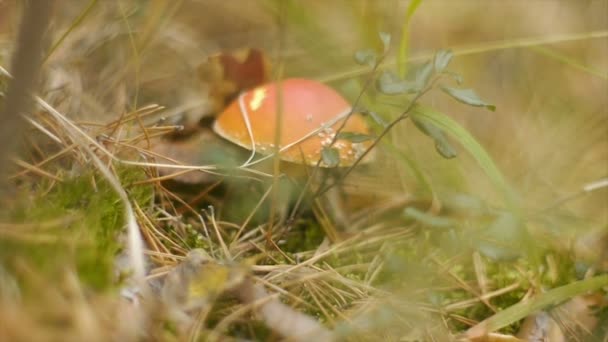 Close-up of mushroom white mushroom forest (static - day) — Stock Video