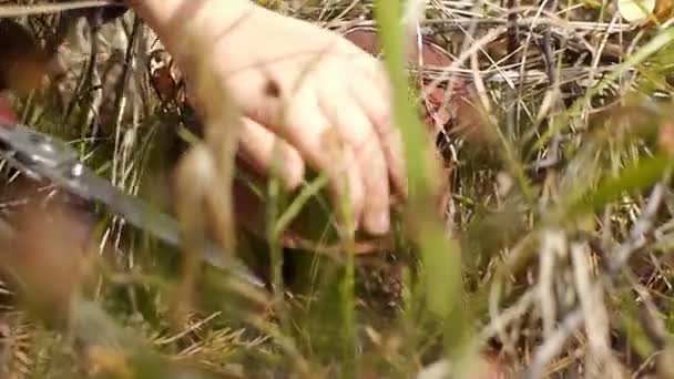Close-up de cogumelo floresta de cogumelos brancos (misto-outro - dia ) — Vídeo de Stock