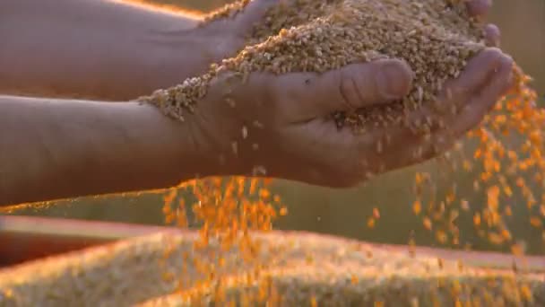 Close-up of agriculture bread harvest (mixed-other - day) — Stock Video