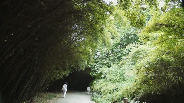 竹の路地 — ストック動画