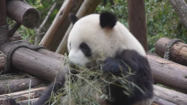 obří panda žere bambus