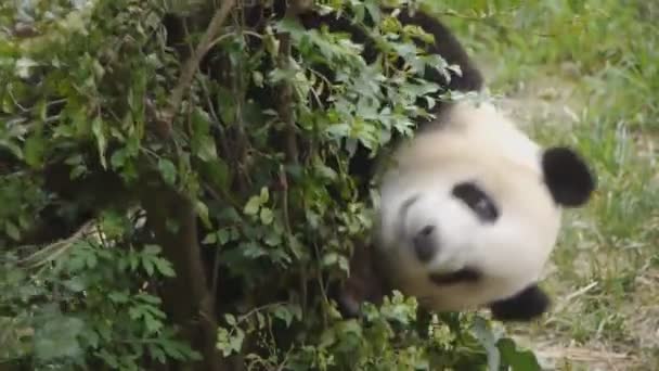 Panda géant mangeant du bambou — Video