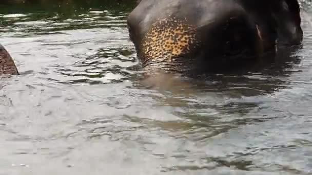 Éléphants de baignade — Video