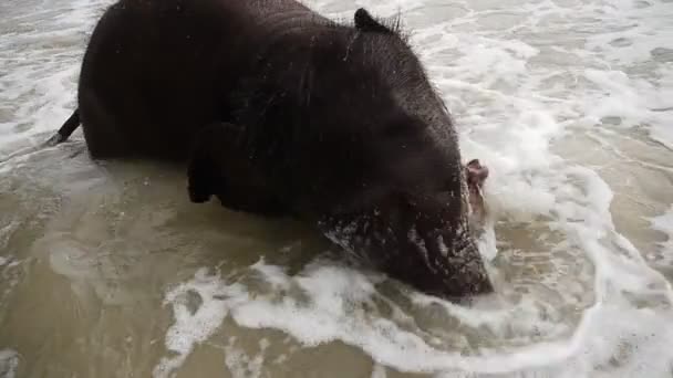 Éléphants de baignade — Video