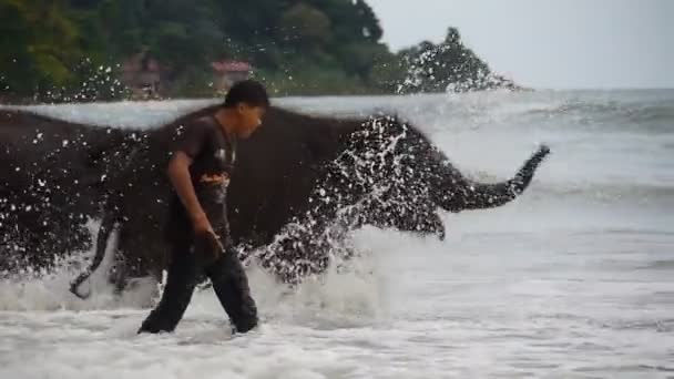 Bathing elephants — Stock Video