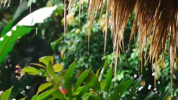 Lluvia tropical, casa de bambú — Vídeos de Stock