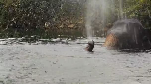 코끼리 목욕 — 비디오
