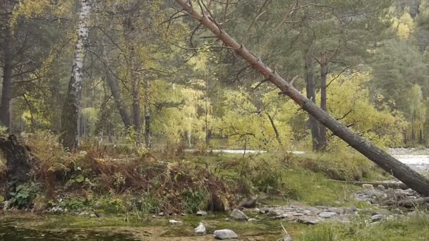 Amanecer en el bosque — Vídeos de Stock