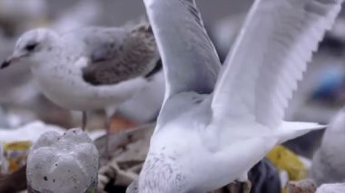 Orta atış çöp çöp damping (statik - gün dökümü)