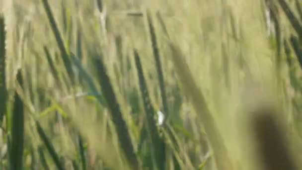 Пшениця фону — стокове відео