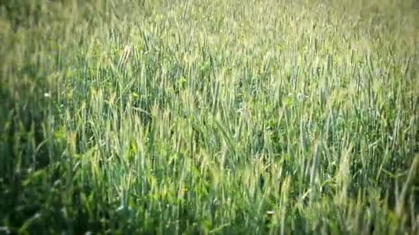 Latar belakang gandum — Stok Video