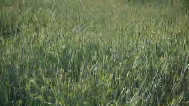 Buğday arka plan — Stok video
