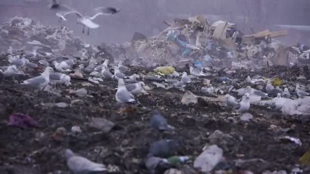 Orta atış çöp çöp damping (statik - gün dökümü) — Stok video