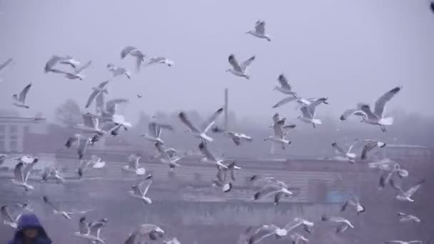 Middellange schot van huisvuil dumpen onzin dumpen (statische - dag) — Stockvideo