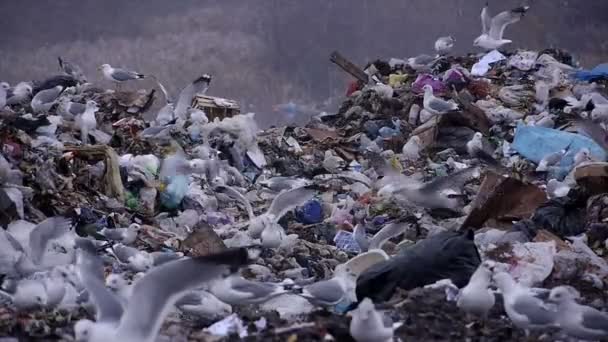Средний выстрел по вывозу мусора на свалку (статический - день ) — стоковое видео