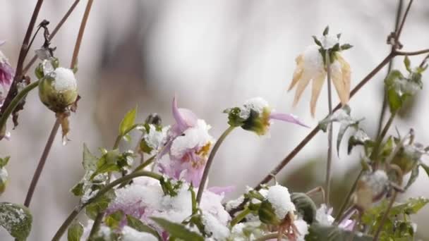 Colpo medio di foresta ambiente freddo (statico - giorno ) — Video Stock