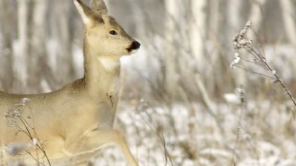 红鹿 — 图库视频影像