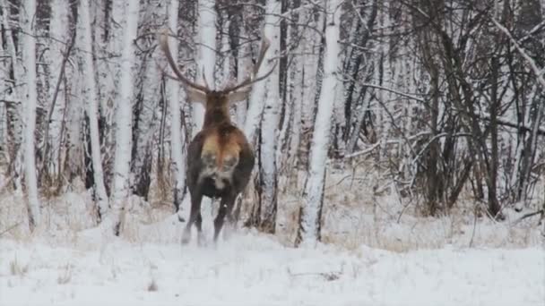 Red deer — Stock Video