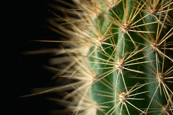 Cactus sobre fondo oscuro —  Fotos de Stock