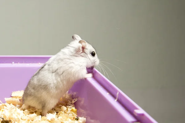 Hamster sentado em uma gaiola — Fotografia de Stock