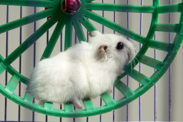 Hamster running in the wheel — Stock Photo, Image