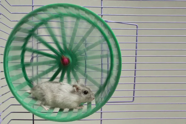 hamster tekerlek içinde çalışan