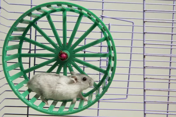 Hamster running in the wheel — Stock Photo, Image