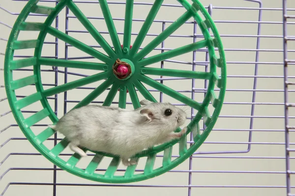 hamster tekerlek içinde çalışan