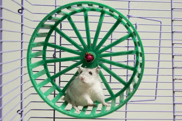Hamster correndo na roda — Fotografia de Stock