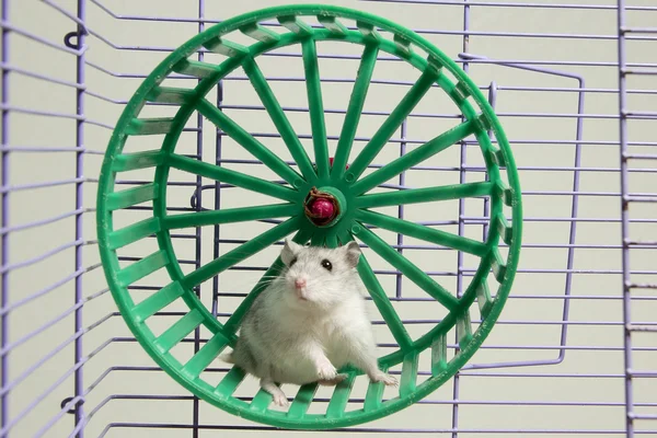 hamster tekerlek içinde çalışan