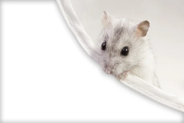 Hamster sitting in a box — Stock Photo, Image