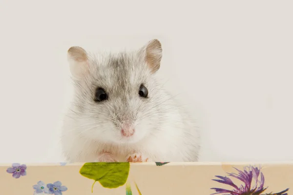 Hamster sentado em uma caixa — Fotografia de Stock