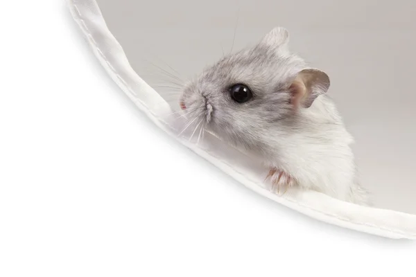 Hamster sitting in a box — Stock Photo, Image