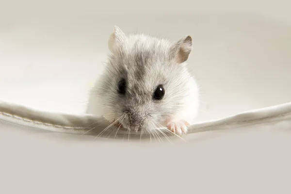 Hamster sitting in a box — Stock Photo, Image