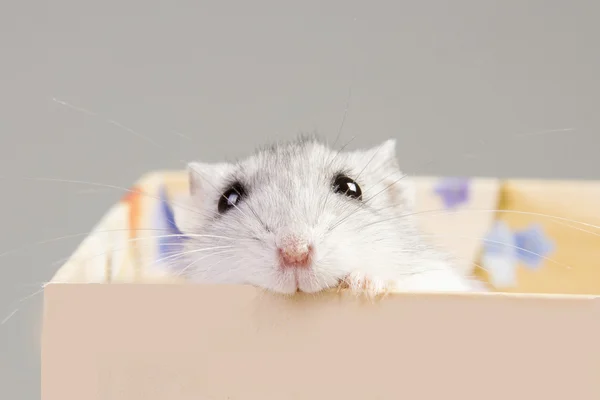 Hamster sitter i en låda — Stockfoto