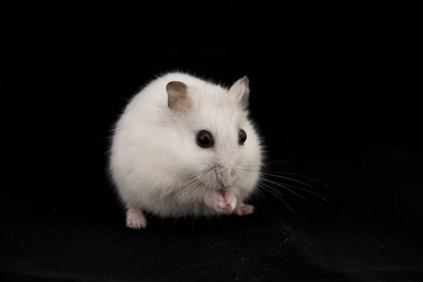 Pequeno hamster come — Fotografia de Stock