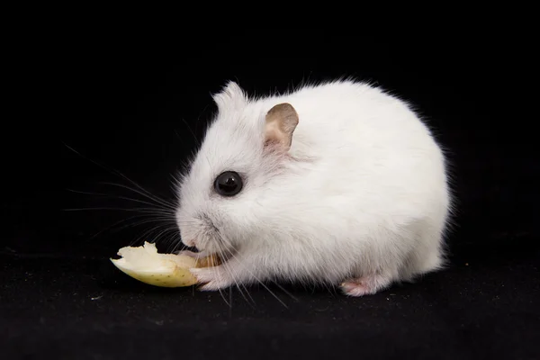 Little hamster eats — Stock Photo, Image
