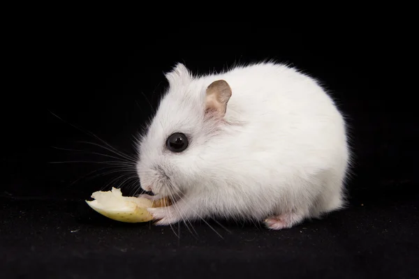 Lilla hamster äter — Stockfoto