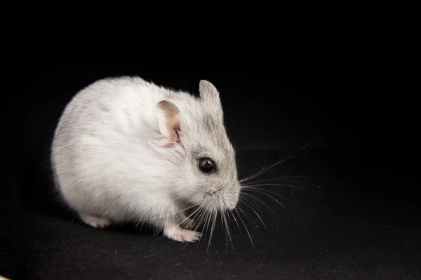 Lilla hamster äter — Stockfoto