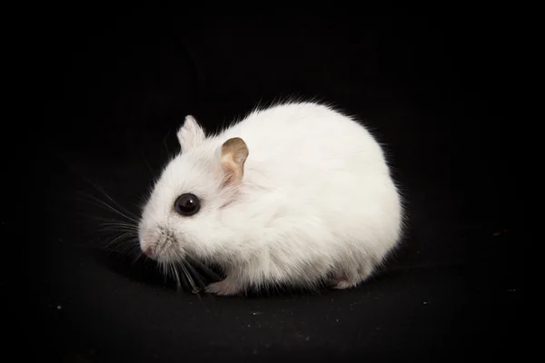 Pequeno hamster em um fundo preto — Fotografia de Stock