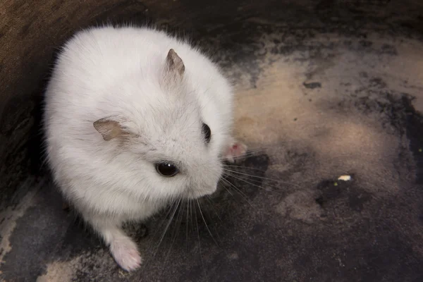 Pequeno hamster na caixa — Fotografia de Stock