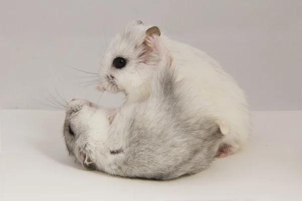 Dois pequenos hamster luta — Fotografia de Stock