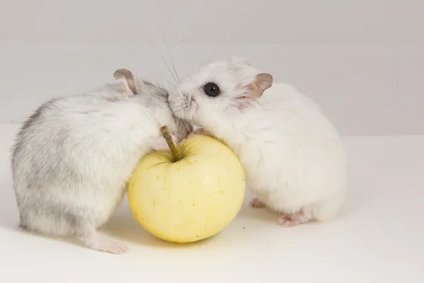 Little hamster eats an apple — Stock Photo, Image